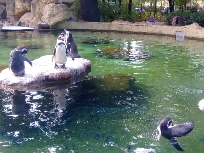 Пингвины в Дрезденском зоопарке